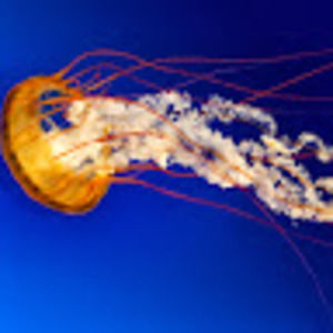 Meet your Posher, Toby